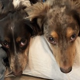 Entry image for Sam and Buddy