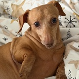 Entry image for Pinky