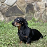 Entry image for Finnegan