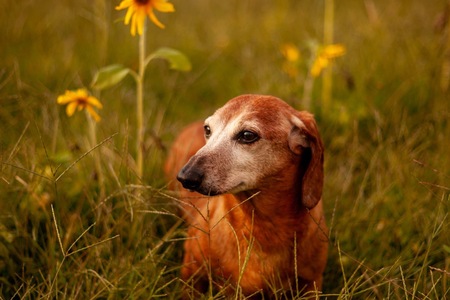 Entry image for Tucker. Clicking this image will show a larger photo