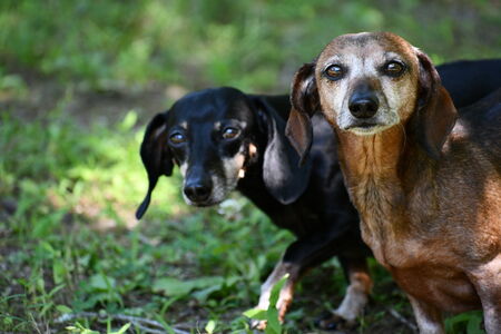 Entry image for Piper and Lil Red. Clicking this image will show a larger photo
