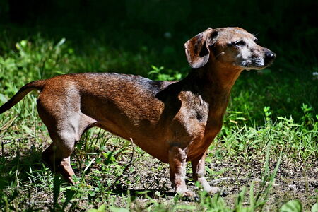Entry image for Lil Red. Clicking this image will show a larger photo