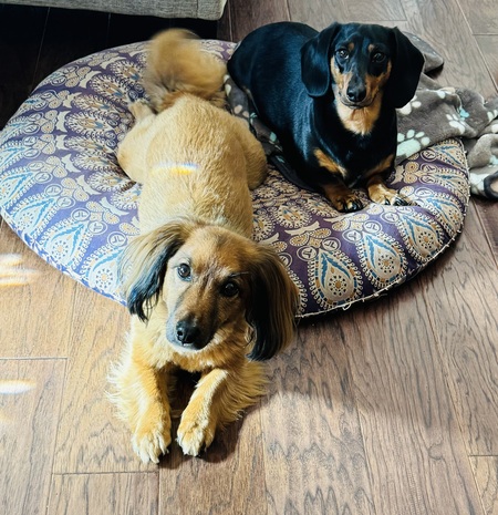 Entry image for Teddy & Penny. Clicking this image will show a larger photo