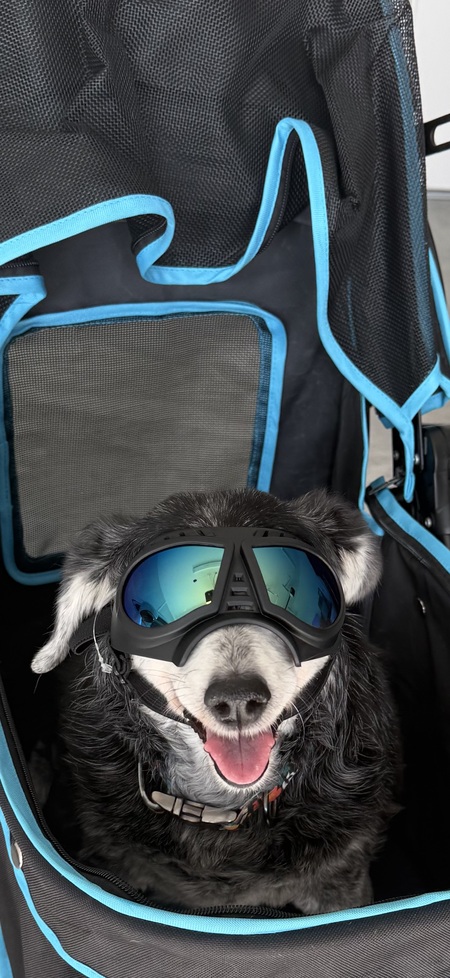 Entry image for Winnifred aka Winnie. Clicking this image will show a larger photo