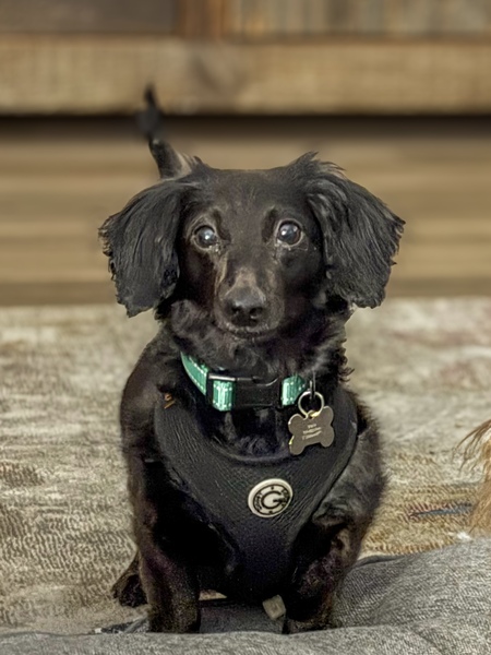 Entry image for Gracie. Clicking this image will show a larger photo