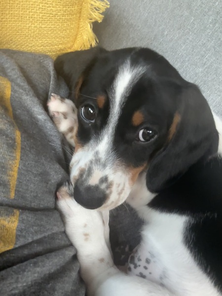 Entry image for Albus Porter Money Dumbledog . Clicking this image will show a larger photo