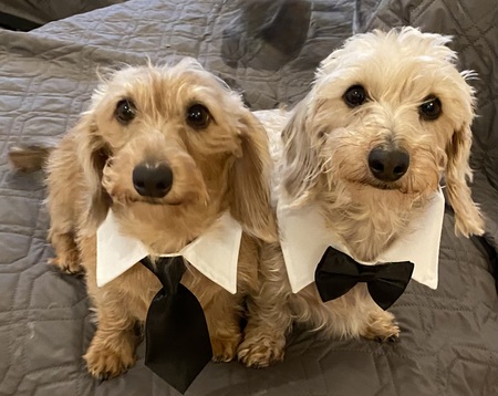 Entry image for Alfie and Winnie . Clicking this image will show a larger photo