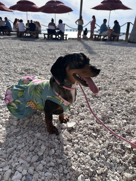 Entry image for Roxy. Clicking this image will show a larger photo