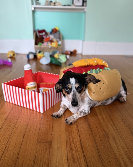 Entry image for Dexter. Clicking this image will show a larger photo