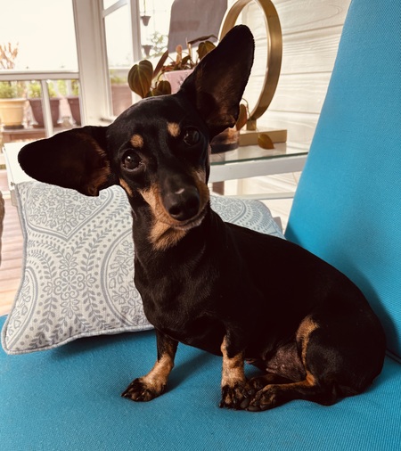 Entry image for Ziggy. Clicking this image will show a larger photo