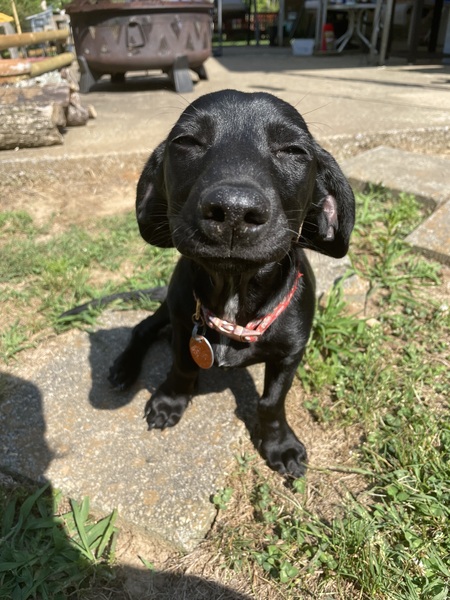 Entry image for Pepper. Clicking this image will show a larger photo