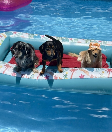 Entry image for Bentley, Ernie, and Rhett. Clicking this image will show a larger photo