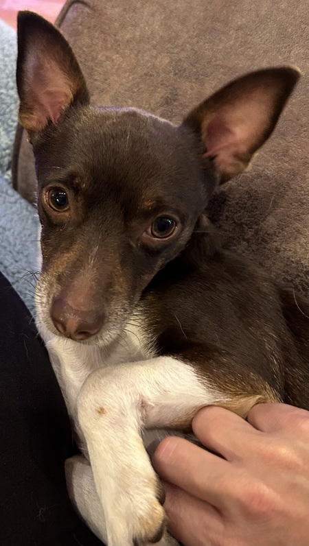 Entry image for Barney. Clicking this image will show a larger photo