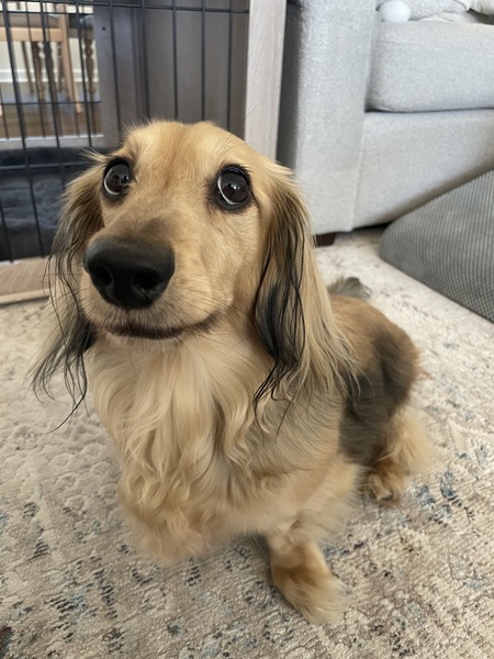Entry image for Cooper. Clicking this image will show a larger photo