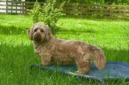 Entry image for Henry. Clicking this image will show a larger photo