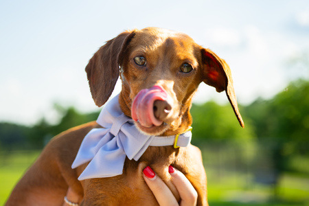Entry image for Penny. Clicking this image will show a larger photo