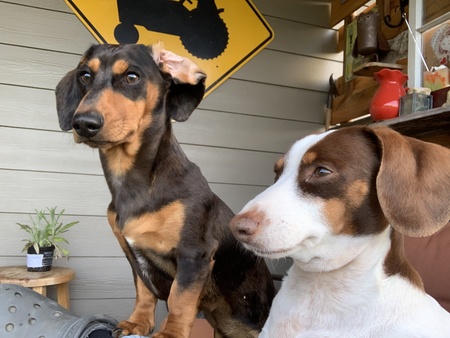 Entry image for Twinkie and Rowdy. Clicking this image will show a larger photo