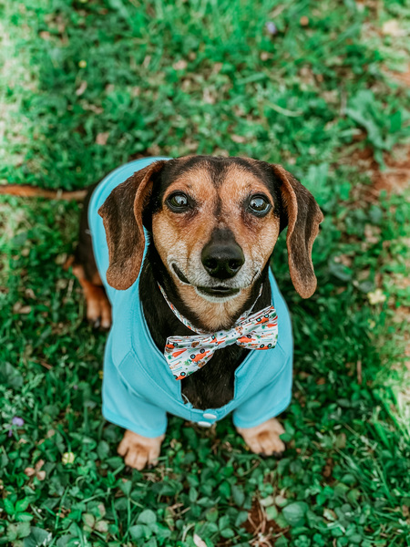 Entry image for Spanky . Clicking this image will show a larger photo