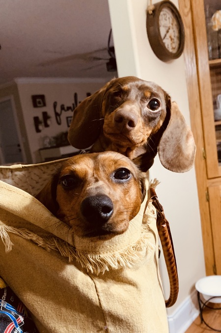 Entry image for Squints & Nova. Clicking this image will show a larger photo