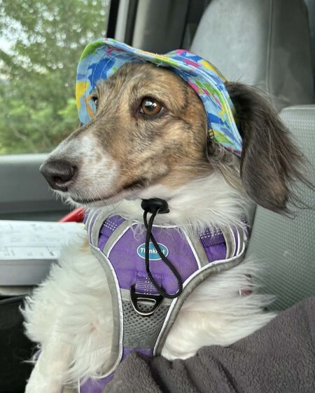 Entry image for LuLu. Clicking this image will show a larger photo