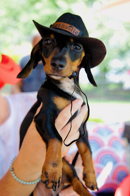 Entry image for Milo. Clicking this image will show a larger photo