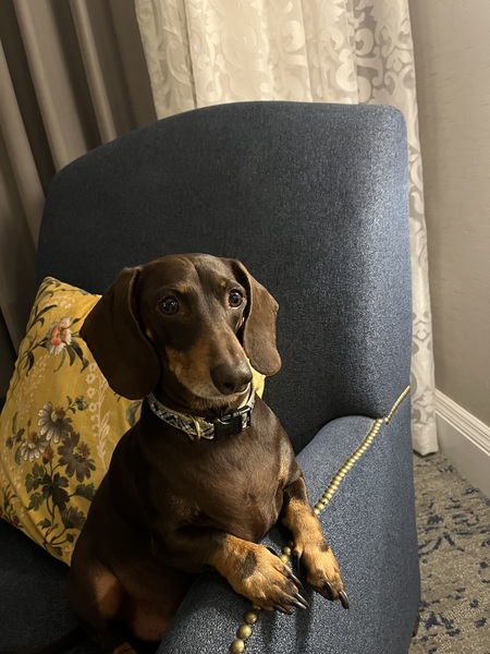 Entry image for Gunther. Clicking this image will show a larger photo