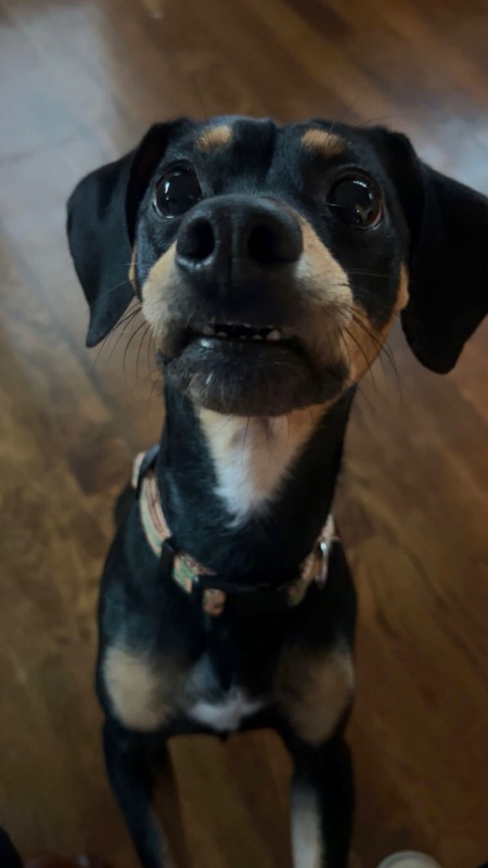 Entry image for Pablo. Clicking this image will show a larger photo