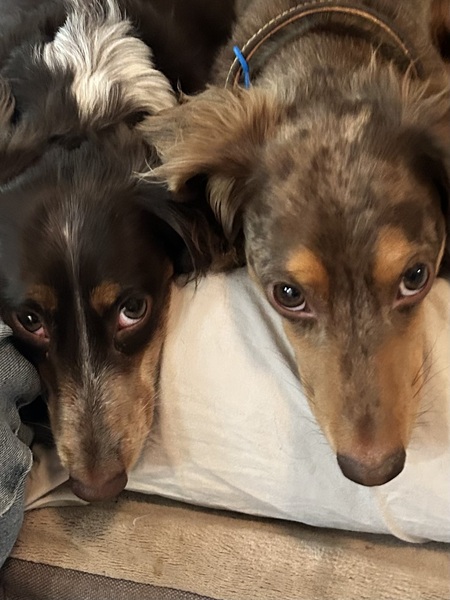Entry image for Sam and Buddy. Clicking this image will show a larger photo