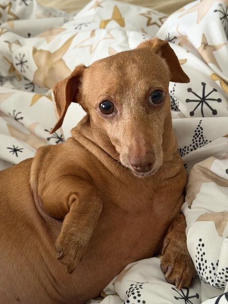 Entry image for Pinky. Clicking this image will show a larger photo