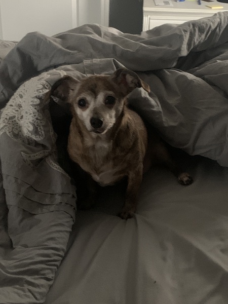 Entry image for Princess . Clicking this image will show a larger photo