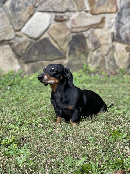 Entry image for Finnegan. Clicking this image will show a larger photo