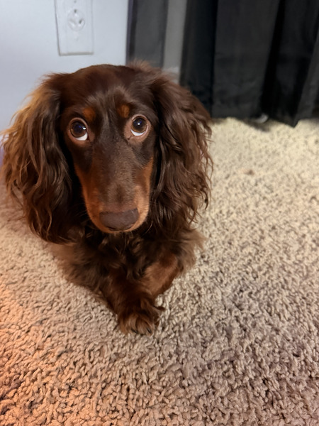 Entry image for Ruby. Clicking this image will show a larger photo