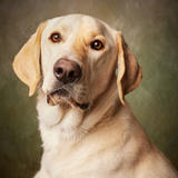 Entry image for Arlo