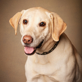 Entry image for Daisy