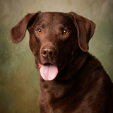 Entry image for Finn