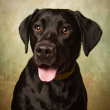 Entry image for Joey
