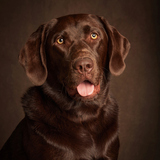 Entry image for Cooper