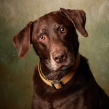 Entry image for Mattis