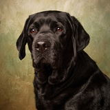 Entry image for Buck