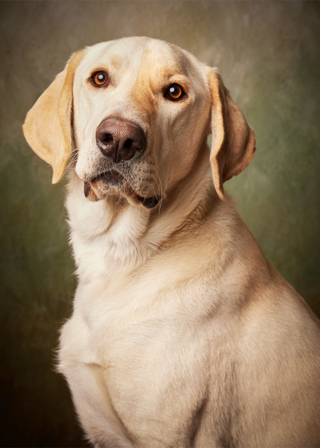 Entry image for Arlo. Clicking this image will show a larger photo