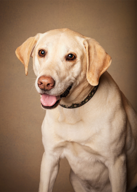 Entry image for Daisy. Clicking this image will show a larger photo
