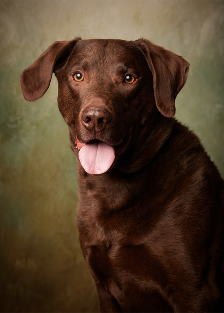 Entry image for Finn. Clicking this image will show a larger photo