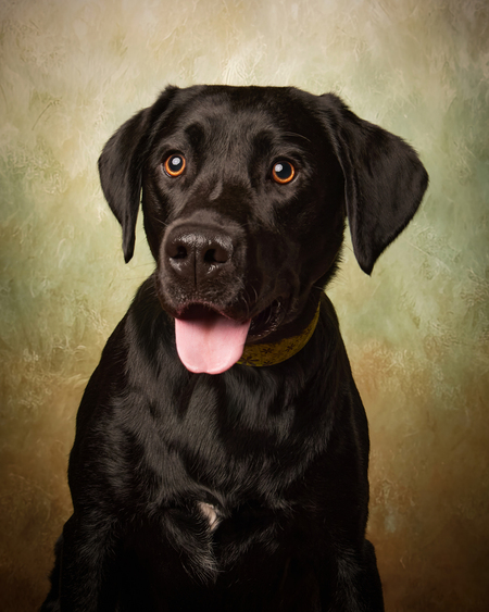 Entry image for Joey. Clicking this image will show a larger photo