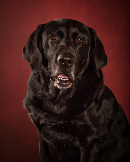 Entry image for Red. Clicking this image will show a larger photo