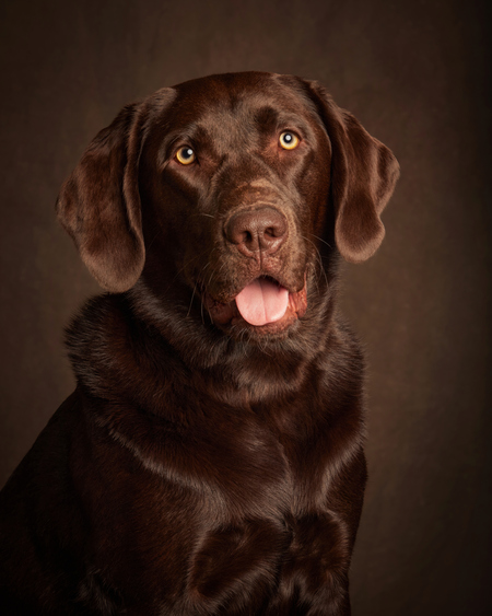 Entry image for Cooper. Clicking this image will show a larger photo