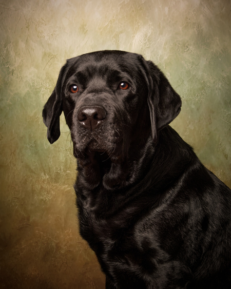 Entry image for Buck. Clicking this image will show a larger photo