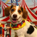 Entry image for Barry
