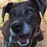 Entry image for Bella