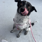 Entry image for Gracie
