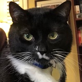 Entry image for Loki